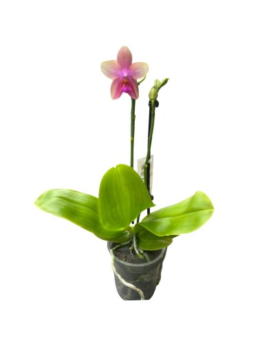 ORCHIDEA PROFUMATA 'LIODORO' DUE STELI in vaso 12 cm