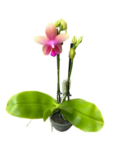 ORCHIDEA PROFUMATA 'LIODORO' DUE STELI in vaso 12 cm