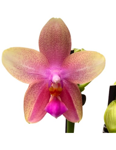 ORCHIDEA PROFUMATA 'LIODORO' DUE STELI in vaso 12 cm