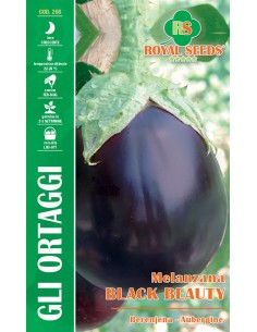 SEMI MELANZANA BLACK BEAUTY