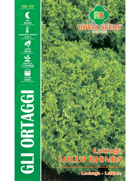 SEMI LATTUGA LOLLO BIONDA Gusto delicato e fresco