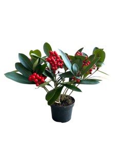 SKIMMIA (BERRIES) Pianta Sempreverde con Bacche rosse