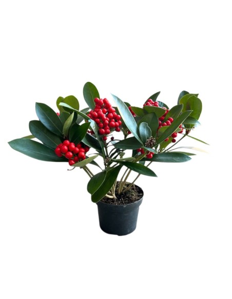 SKIMMIA (BERRIES) Pianta Sempreverde con Bacche rosse