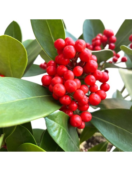 SKIMMIA (BERRIES) Pianta Sempreverde con Bacche rosse