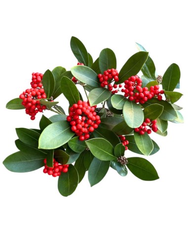 SKIMMIA (BERRIES) Pianta Sempreverde con Bacche rosse