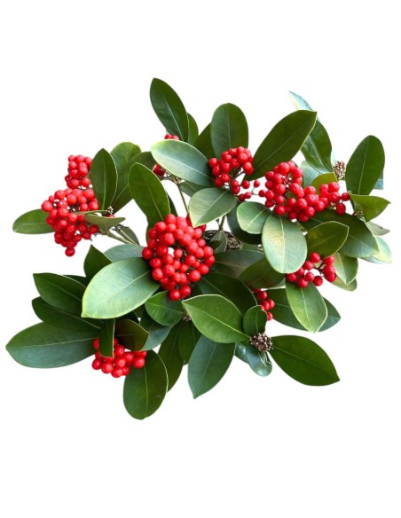 SKIMMIA (BERRIES) Pianta Sempreverde con Bacche rosse