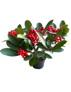SKIMMIA (BERRIES) Pianta Sempreverde con Bacche rosse 2