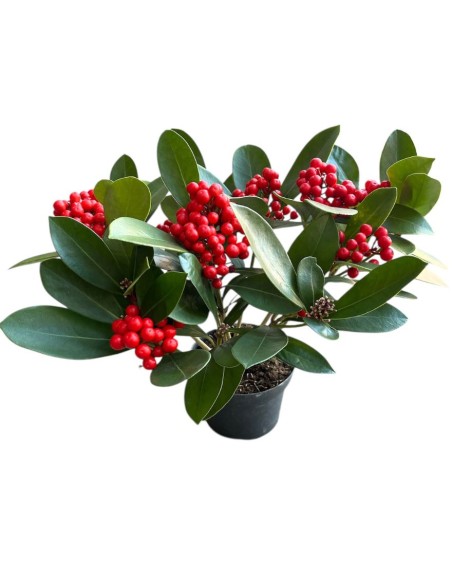SKIMMIA (BERRIES) Pianta Sempreverde con Bacche rosse