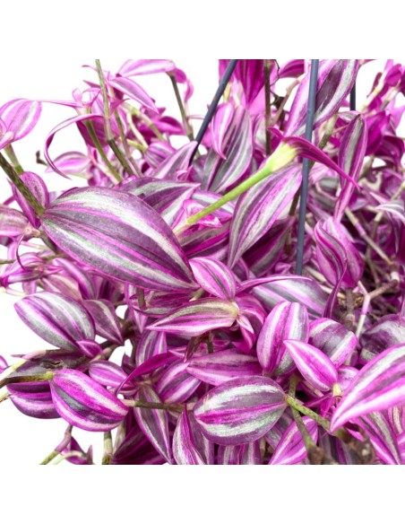 TRADESCANTIA 'Pink Paradise' in Vaso Sospeso 17 cm