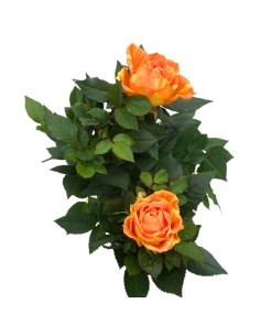 ROSA KORDANA Fiori Bicolore Giallo-Arancio Intenso 2