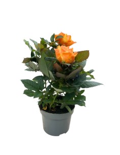 ROSA KORDANA Fiori Bicolore Giallo-Arancio Intenso