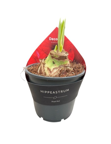 HIPPEASTRUM in Vaso 14 cm  Bulbo Fioritura Invernale