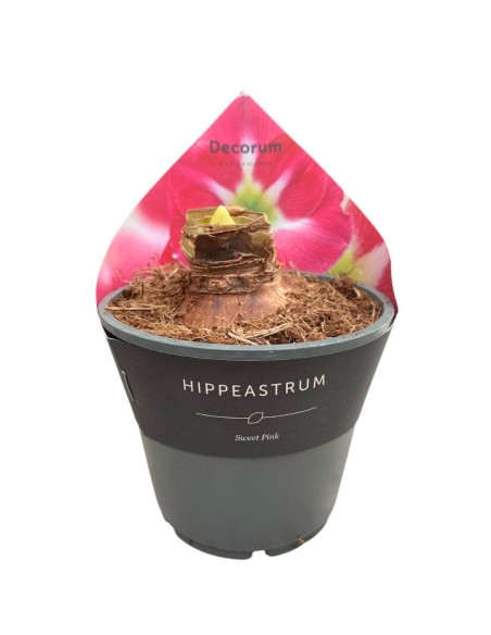 HIPPEASTRUM in Vaso 14 cm  Bulbo Fioritura Invernale