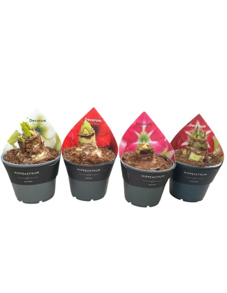 HIPPEASTRUM in Vaso 14 cm  Bulbo Fioritura Invernale