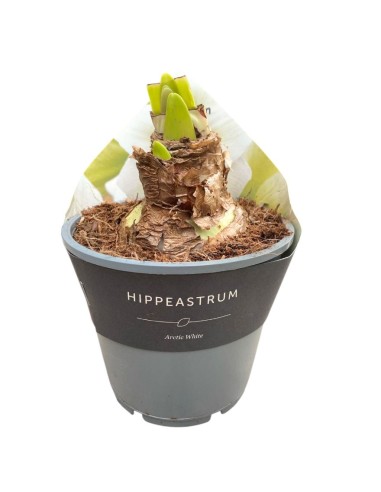 HIPPEASTRUM in Vaso 14 cm  Bulbo Fioritura Invernale