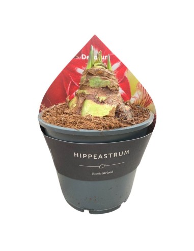 HIPPEASTRUM in Vaso 14 cm  Bulbo Fioritura Invernale