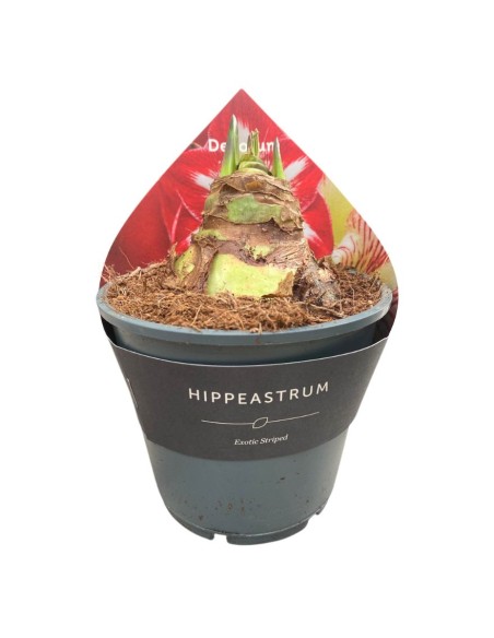 HIPPEASTRUM in Vaso 14 cm  Bulbo Fioritura Invernale