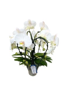 ORCHIDEA Phalaenopsis Bianca 5 Steli Fioritura a Cascata 2