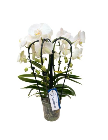 ORCHIDEA Phalaenopsis Bianca 5 Steli Fioritura a Cascata