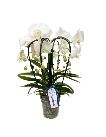 ORCHIDEA Phalaenopsis Bianca 5 Steli Fioritura a Cascata