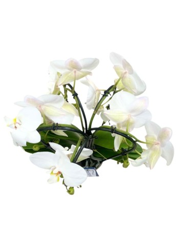 ORCHIDEA Phalaenopsis Bianca 5 Steli Fioritura a Cascata