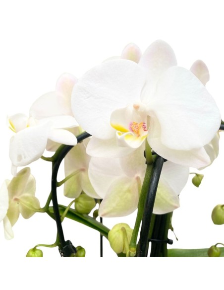 ORCHIDEA Phalaenopsis Bianca 5 Steli Fioritura a Cascata