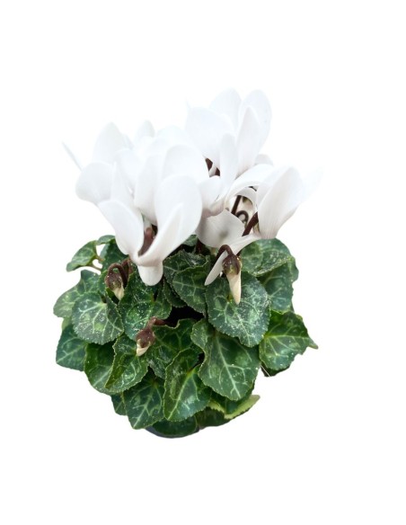 CICLAMINO MINI (Persiano) in vaso 7 cm Colori Assortiti