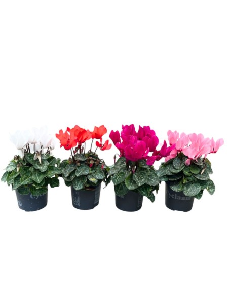 CICLAMINO MINI (Persiano) in vaso 7 cm Colori Assortiti