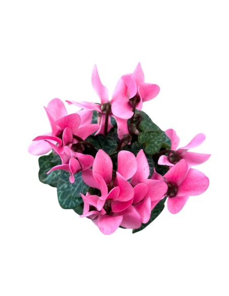 CICLAMINO MINI (Persiano) in vaso 7 cm Colori Assortiti