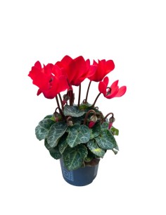 CICLAMINO MINI (Persiano) in vaso 7 cm Colori Assortiti 2