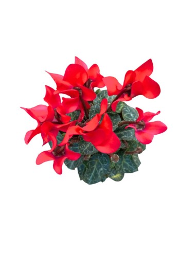 CICLAMINO MINI (Persiano) in vaso 7 cm Colori Assortiti