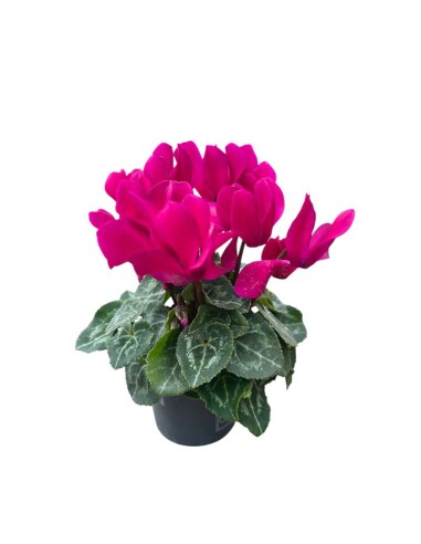 CICLAMINO MINI (Persiano) in vaso 7 cm Colori Assortiti