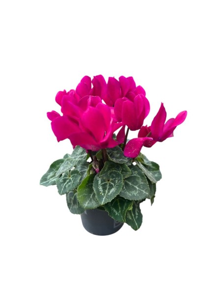 CICLAMINO MINI (Persiano) in vaso 7 cm Colori Assortiti