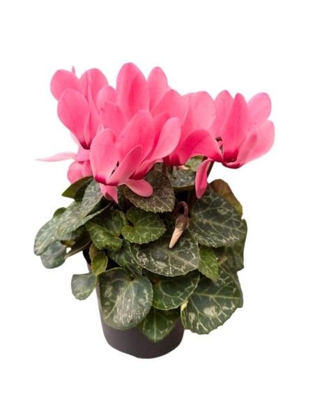 CICLAMINO MINI (Persiano) in vaso 7 cm Colori Assortiti