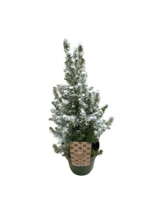 PICEA GLAUCA CONICA Innevato (Alberello di Natale) 2