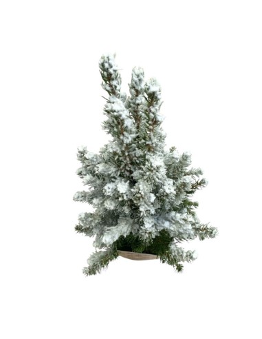 PICEA GLAUCA CONICA Innevato (Alberello di Natale)