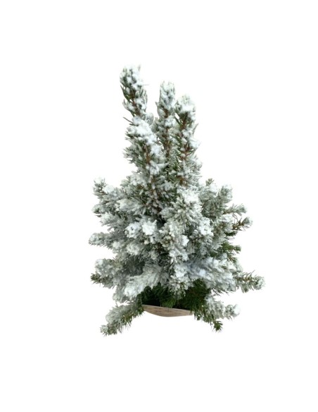 PICEA GLAUCA CONICA Innevato (Alberello di Natale)