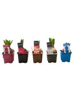 GIACINTO (Hyacinthus) mix: Eleganza e Colore per la Tua Casa 2