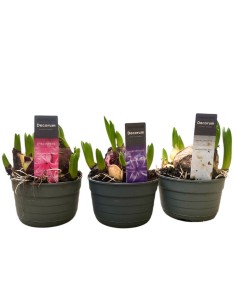 GIACINTO (Hyacinthus) mix: Eleganza e Colore per la Tua Casa