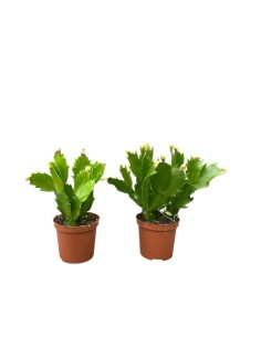 SCHLUMBERGERA 'Cactus di Natale' Misto in vaso 7 cm
