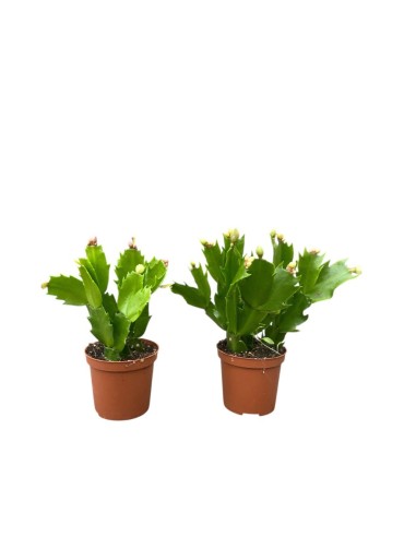 SCHLUMBERGERA 'Cactus di Natale' Misto in vaso 7 cm