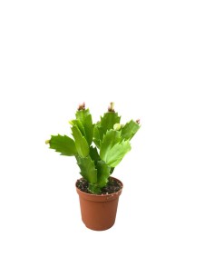 SCHLUMBERGERA 'Cactus di Natale' Misto in vaso 7 cm 2