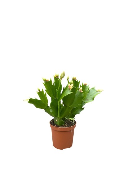 SCHLUMBERGERA 'Cactus di Natale' Misto in vaso 7 cm