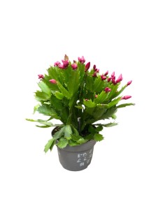 SCHLUMBERGERA NATALINA: La tua pianta di Natale Fiorita 2