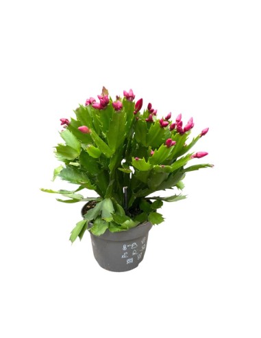 SCHLUMBERGERA NATALINA: La tua pianta di Natale Fiorita