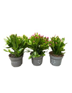 SCHLUMBERGERA NATALINA: La tua pianta di Natale Fiorita