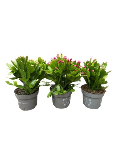 SCHLUMBERGERA NATALINA: La tua pianta di Natale Fiorita