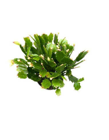 SCHLUMBERGERA NATALINA: La tua pianta di Natale Fiorita