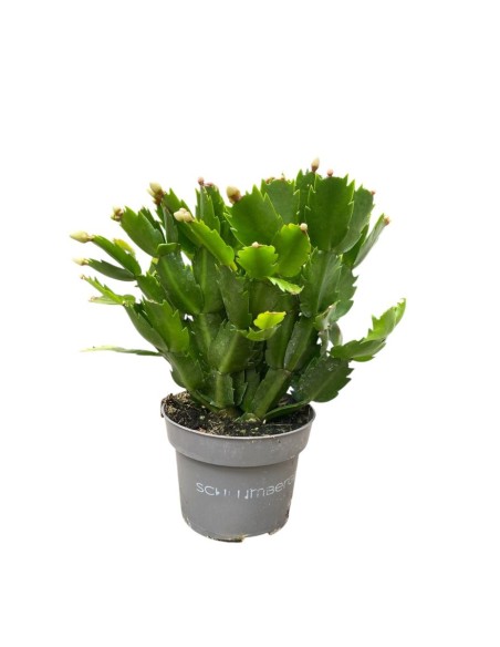 SCHLUMBERGERA NATALINA: La tua pianta di Natale Fiorita