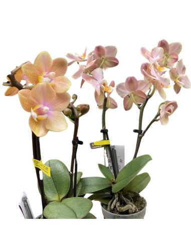 ORCHIDEA Phalaenopsis SALMONE AROMIO foglia maculata
